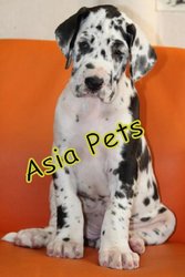 HARLEQUIN GREAT DANE    Puppies  For Sale  ® 9911293906 